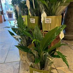 Peace Lily Plant (Spathiphyllum)