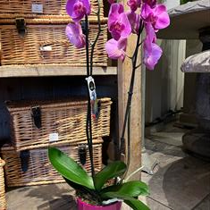 Orchid (Phalaenopsis) 