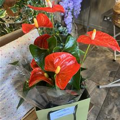 Anthurium (Andraeanum) Plant